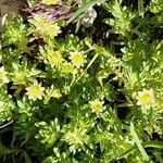 Saxifraga sedoides flower picture by Georg ECKERT (cc-by-sa)