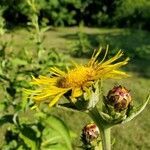 Inula helenium flower picture by gaston anthony (cc-by-sa)