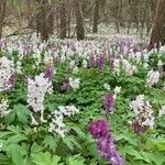 Corydalis cava habit picture by Judit Simon (cc-by-sa)