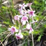 Arjona patagonica flower picture by Trap Hers (cc-by-sa)