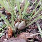 Crocus vernus fruit picture by Zuzy R.C. (cc-by-sa)