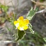 Pseudabutilon virgatum flower picture by Trap Hers (cc-by-sa)