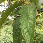 Elaeocarpus angustifolius leaf picture by Alboss (cc-by-sa)