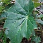 Begonia heracleifolia leaf picture by Shehadi Ramiz (cc-by-sa)