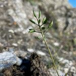 Draba aizoides fruit picture by Fabien Anthelme (cc-by-sa)