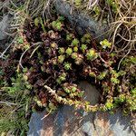 Saxifraga bryoides habit picture by Fabien Anthelme (cc-by-sa)