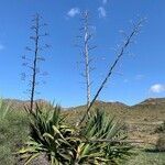 Agave americana leaf picture by Kefin (cc-by-sa)