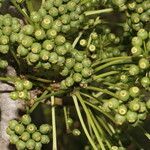 Aralia excelsa fruit picture by Nelson Zamora Villalobos (cc-by-nc)