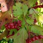 Viburnum opulus habit picture by scbh (cc-by-sa)