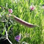 Lathyrus tingitanus fruit picture by Arturo Gonzalez (cc-by-sa)