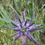 Phyteuma scheuchzeri flower picture by Edmondo Minisci (cc-by-sa)