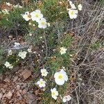 Cistus umbellatus flower picture by Falomir Fer (cc-by-sa)