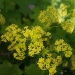 Alchemilla filicaulis flower picture by George Annette (cc-by-sa)