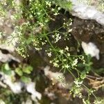 Galium laevigatum flower picture by Zioivan Beirut (cc-by-sa)