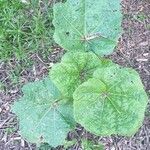 Alcea rosea leaf picture by mariline lebrat (cc-by-sa)