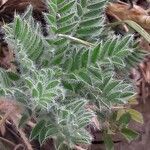 Oxytropis halleri leaf picture by jeclerencia (cc-by-sa)