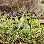 Muscari commutatum flower picture by Rodrigues Roberto (cc-by-sa)