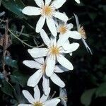 Clematis paniculata flower picture by Daniel Barthelemy (cc-by-nc)