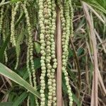 Boehmeria penduliflora fruit picture by Augustin Soulard (cc-by-sa)