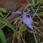 Commelina forskaolii flower picture by susan brown (cc-by-sa)