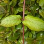 Lonicera periclymenum leaf picture by Monteiro Henrique (cc-by-sa)