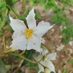 Solanum laxum flower picture by Umbria Juliana (cc-by-sa)