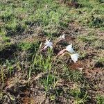 Gladiolus candidus habit picture by Susan Brown (cc-by-sa)