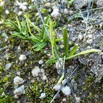 Ophioglossum lusitanicum habit picture by Llandrich anna (cc-by-sa)