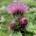 Cirsium alsophilum flower picture by Sylvain Piry (cc-by-sa)