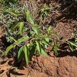 Solanum incanum habit picture by bimbi bimbi (cc-by-sa)