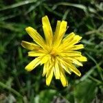 Crepis lampsanoides flower picture by C Flower (cc-by-sa)