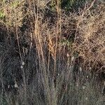 Macrochloa tenacissima habit picture by José Manuel Bustillos (cc-by-sa)