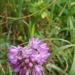 Anacamptis pyramidalis flower picture by Lqh Lqg (cc-by-sa)