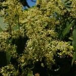 Ailanthus altissima flower picture by Thomas Bukur (cc-by-sa)