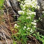 Galium boreale habit picture by Mariusz KS (cc-by-sa)