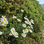 Tanacetum cinerariifolium habit picture by Laszlo Tosoki (cc-by-sa)