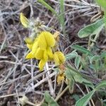 Crotalaria uguenensis flower picture by susan brown (cc-by-sa)