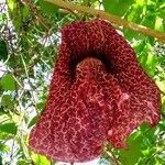 Aristolochia gigantea flower picture by JP Corrêa Carvalho (cc-by-sa)