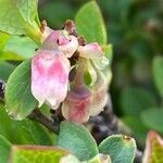 Vaccinium uliginosum flower picture by Francois Mansour (cc-by-sa)