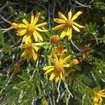 Senecio pyrenaicus flower picture by nicolas duchene (cc-by-sa)