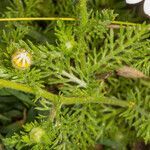 Anthemis secundiramea leaf picture by Martin Bishop (cc-by-sa)