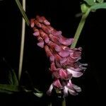 Vicia nigricans flower picture by Daniel Barthelemy (cc-by-nc)