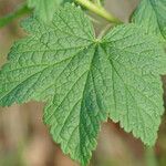 Ribes petraeum leaf picture by Jean-Francois Julien (cc-by-sa)