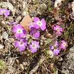 Malcolmia maritima flower picture by Pascal Huguenin (cc-by-sa)