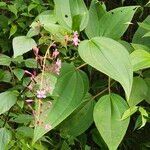 Oxyspora paniculata flower picture by Hemanth Kumar (cc-by-sa)