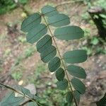 Hymenolobium flavum leaf picture by Jean-François Molino (cc-by-sa)