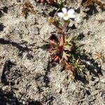 Saxifraga tridactylites leaf picture by Gaël Covain (cc-by-sa)