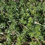 Galium murale habit picture by Otto Kasper (cc-by-sa)