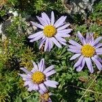 Aster alpinus flower picture by Lejarazu Edorta (cc-by-sa)