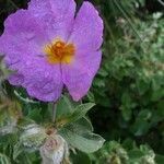 Cistus creticus flower picture by Andrea (cc-by-sa)